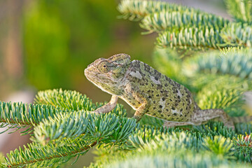 Chameleon on the branch of a bush. Close-up Chamaeleo chamaeleon.