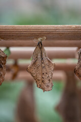 A pupa attached to a stick in the hatchery.