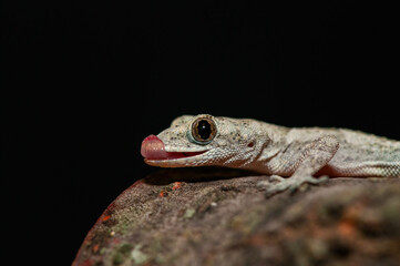 .Close-up of Kotschy's Naked-toed Gecko (Mediodactylus kotschyi) in its natural habitat. A gecko sticking out its tongue.