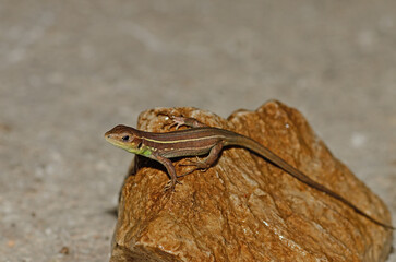 Balcan green lizard, or lacerta trilineata, sunbathing on a rock.