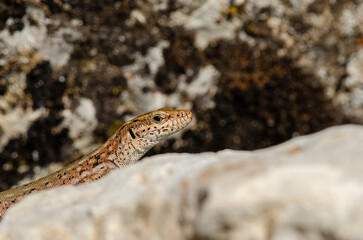 Anatololacerta on the rock in the wild.