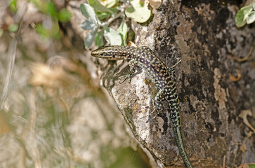Anatololacerta on the rock in the wild.