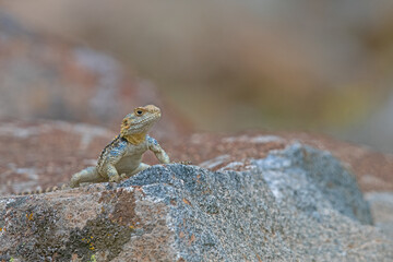 .Grey hardun lizard (Laudakia stellio) on a rock in its natural habitat.