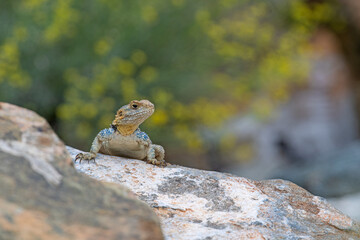 .Grey hardun lizard (Laudakia stellio) on a rock in its natural habitat.