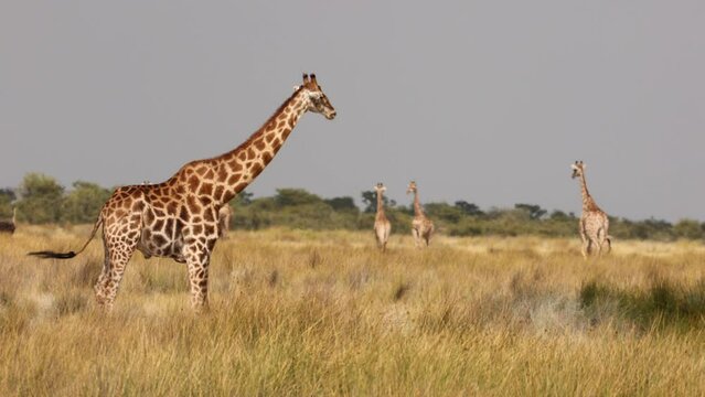Herd or group of giraffe, Giraffa, in warm golden morning light, during safari game drive in Etosha National Park, Namibia, Africa, in grass bush field