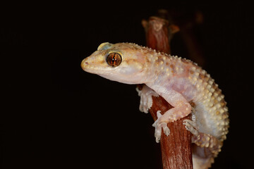 Close-up of Hemidactylus turcicus on a branch .