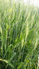 green wheat field | field of wheat | wheat 