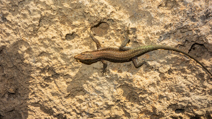 Lizard on the rock, close-up of a lizard.