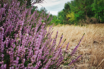 Fototapeta premium Heather in Autumn - Wald - Heidekraut - Heide - Natur - Background - Concept - Flora