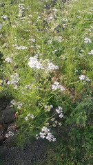 flowers in the woods | coriander flowers 