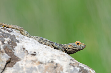 .Grey hardun lizard (Laudakia stellio) sunbathing on a rock in its natural habitat.