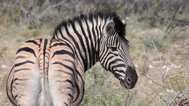 Rear, behind, view of black and white striped zebra shading under a acacia tree in Etosha national park, namibia, africa