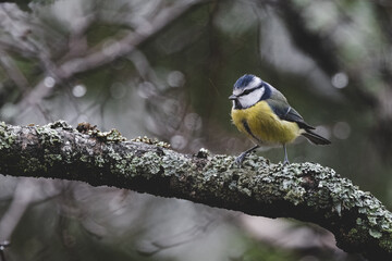 Eurasian blue tit perched on a branch