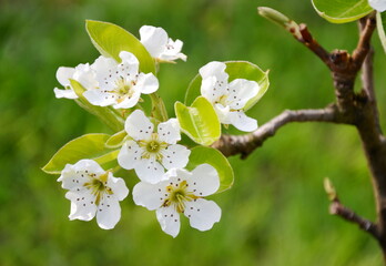 White noble pear blossoms on a pear tree in spring in South Tyrol, Lana near Merano, Europe