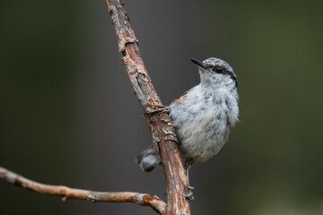 Eurasian nuthatch perched on a branch