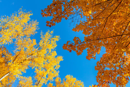 Beautiful fall colors emerge in the autumn sunlight against blue sky background of the urban tree canopy