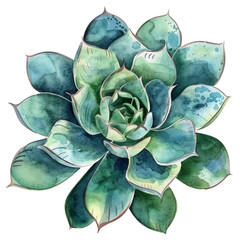 Watercolor Succulent Cactus
- 758335292
