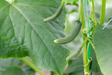 Cucumbers growing in a greenhouse representing the concept of food production in rural areas with...