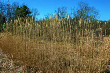 Dry grass background. Dry panicles of Miscanthus sinensis sway in the wind in early spring