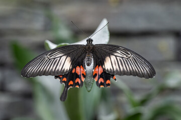 Papilio black butterfly in detail.