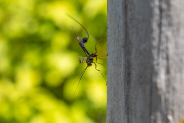 A long-tailed giant ichneumon wasp (megarhyssa macrurus) in the shadow of a tree, looking for burrows in which to lay its eggs.