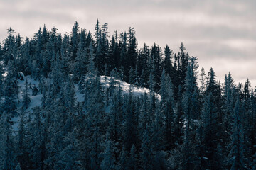 Up to the Tjuvaaskampen Hill, part of the Totenaasen Hills, Norway, in winter.