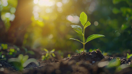 A small plant emerging from the soil, suitable for nature concepts