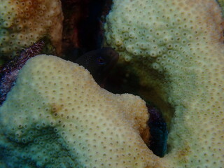 moray eel