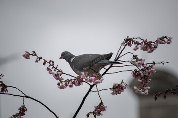 Élégance printanière à Paris: Pigeons perchés sur un cerisier en fleurs