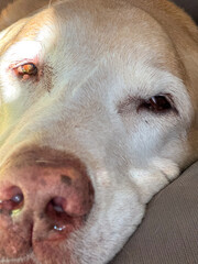 Close up of a senior yellow labrador retriever