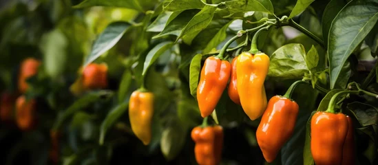 Wandaufkleber A variety of peppers including yellow peppers, birds eye chilis, and chili peppers are growing on a plant. Peppers are staple foods and natural ingredients used in many dishes © TheWaterMeloonProjec