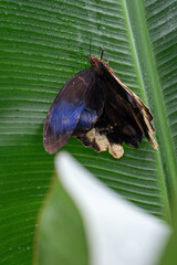 A large butterfly equaling its wings.