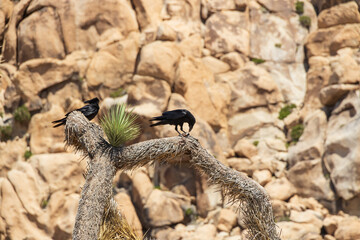 Raven sitting on a Joshua Tree