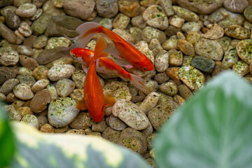 Fish wrapped in a pond with stones.