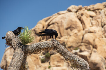 Two raven sitting on a Joshua Tree