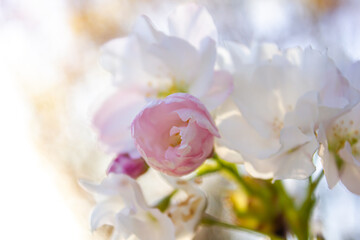 Soft springtime cherry bloom, pink flowers background, pastel and soft floral card, selective focus. Amanogawa sakura blossom.