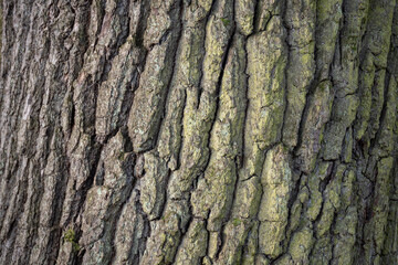 The structure of the bark of an oak trunk.