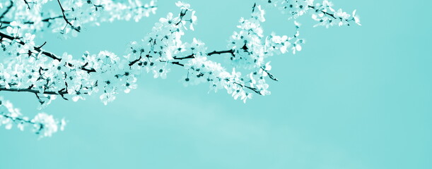 Delicate blossoms of a cherry tree isolated and isolated with copy space in turquoise - background and banner