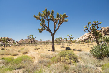 Fototapeta premium Joshua Tree National Park, California, USA