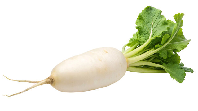 A fresh white radish isolated on Transparent background.
