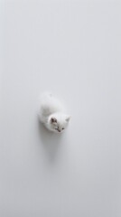 White small kitten on total white background