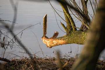 A tree trunk worn down by a beaver.