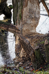A tree trunk worn down by a beaver.