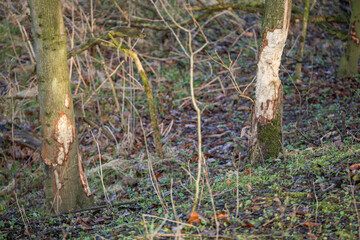 A tree trunk worn down by a beaver.