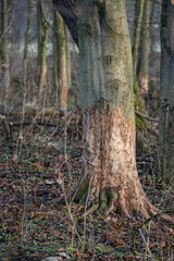 A tree trunk worn down by a beaver.