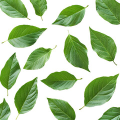 green leaves  isolated on transparent background, created using generative AI tools