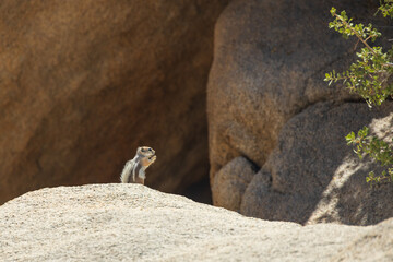 Ground squirrel sitting on a rock
