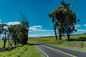Eucalyptus is a genus of more than 700 species of flowering plants in the family Myrtaceae. Most...
