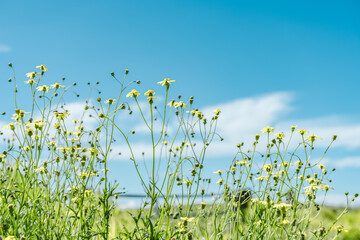 Fototapeta premium Senecio madagascariensis, Madagascar ragwort, is a species of the genus Senecio and family Asteraceae. Saddle Road / Waiki'i Ranch., Hawaii island / Big island