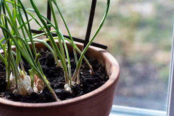 Garlic is grown on a windowsill in a clay pot.
Close-up view.